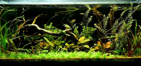五年經驗專業魚缸保養 | 淡水魚缸、水草缸
