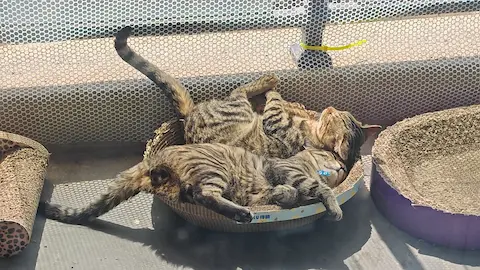 【愛心寵物保姆】多年飼養經驗，細心照料您的毛孩