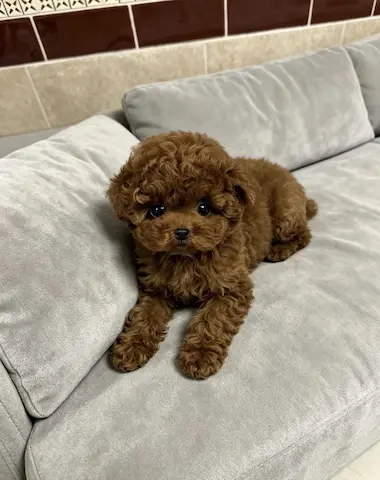 兩個多月貴婦仔仔🥰🥰🥰已打左一針，低糧