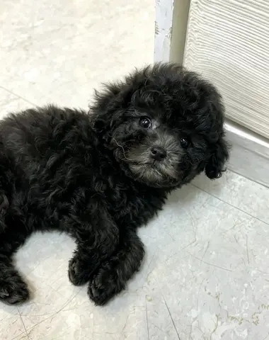 香港灰貴婦仔仔揾家長喇