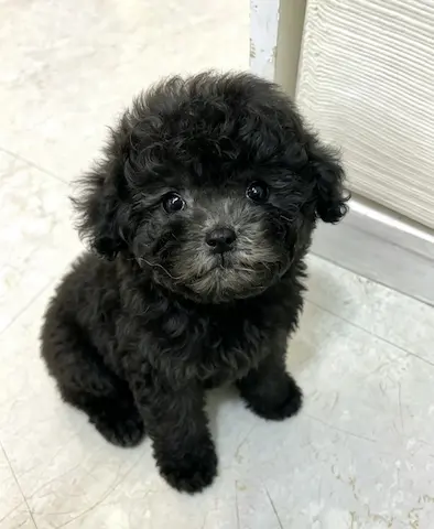 香港灰貴婦仔仔揾家長喇