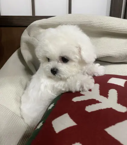 香港比熊囡囡揾家長喇