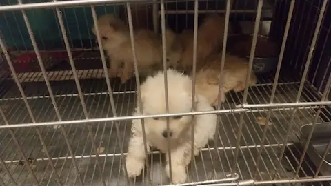 自家繁殖純種松鼠狗（博美犬Pomeranian）BB待領養