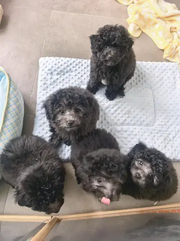自家貴婦狗bb搵愛心家長