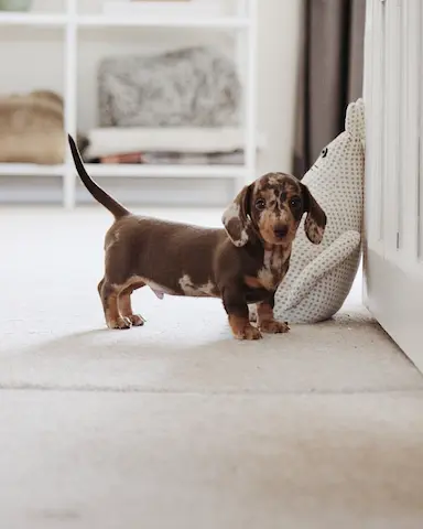 Healthy male and Female Mini Dachshund Puppies Available for Sale
