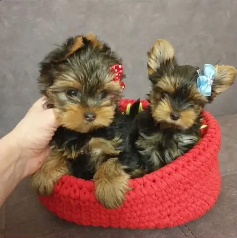 Beautiful Teacup Yorkie puppies