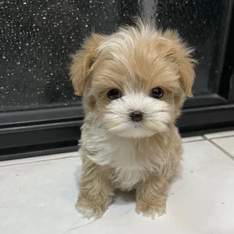 Male And Female Teacup Poodle puppies