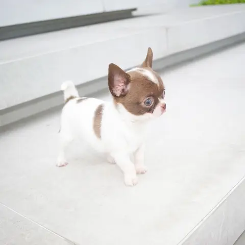 Healthy Teacup Chihuahua puppies Available.
