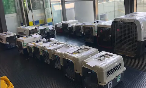 🐾✈️ KAROY INTERNATIONAL PET SERVICES ✈️🐾 超過 20 年經驗 · 專業國際寵物運輸服務