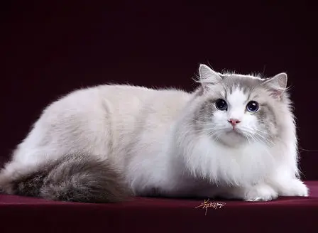 🐾 KaRoy 貓舍 🐾  專業布偶貓及美國捲耳貓繁殖 布偶貓及捲耳貓 BB 歡迎查詢