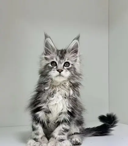 香港緬因貓bb揾新家，低價出售