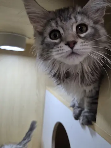 自家繁殖貓貓 低糧領養包健康保障