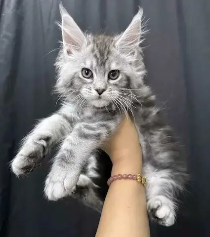 自家繁殖英短貓咪 免費領養包健康保障