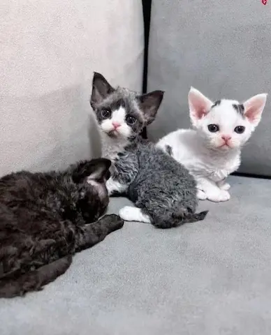 香港德文卷毛貓bb揾新家，低價出售   包一針 詳情請whatsapp85247102586查詢 全部由註冊獸醫檢查及打疫苗