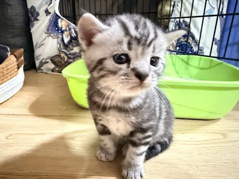 純種美國短毛貓自家繁殖 美短貓bb