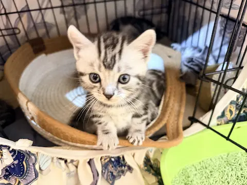 純種美國短毛貓自家繁殖 美短貓bb