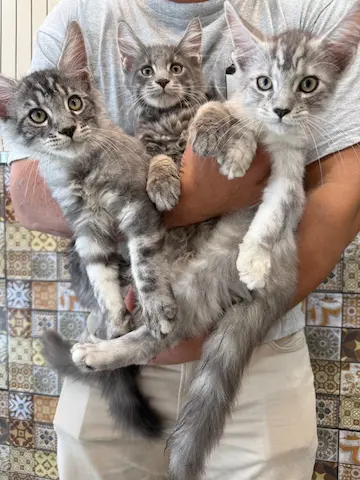 純種緬因選育本地自家繁殖