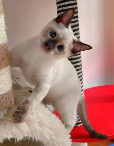 香港自家繁殖暹罗貓，低价出