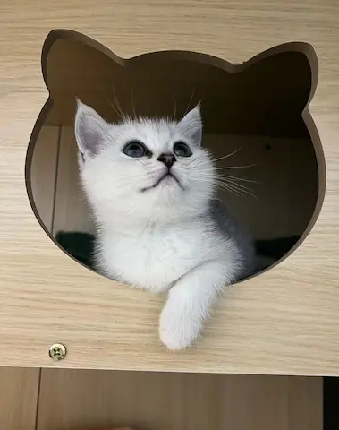 香港自家繁殖英短银影貓，已打左针，添加whats47102586睇詳細