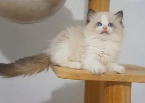 香港自家繁殖佈偶貓 女/仔