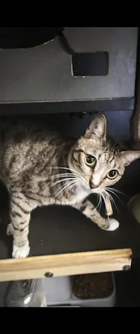 免費領養唐貓男仔兩歲