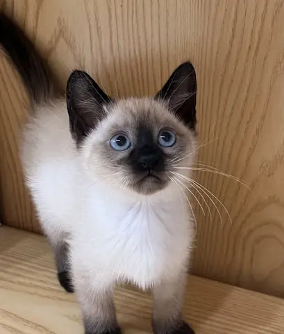 香港自家繁殖暹羅貓bb搵主人，平價出