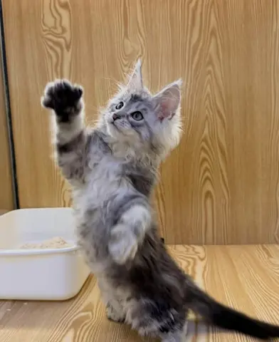 香港緬因bb搵主人平價出，睇岩pm我