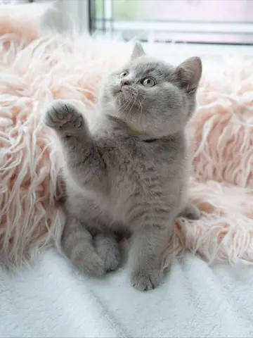 🐾 British Shorthair Kittens Available 🐾