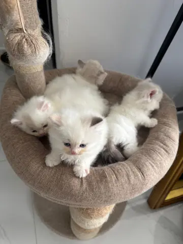 Beautiful kittens need sweet homes