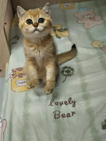 英國短毛金影11色妹妹