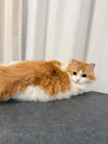 香港可愛的獅子貓找新家