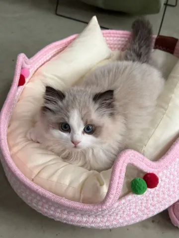 香港佈偶貓bb揾新家，低價出售