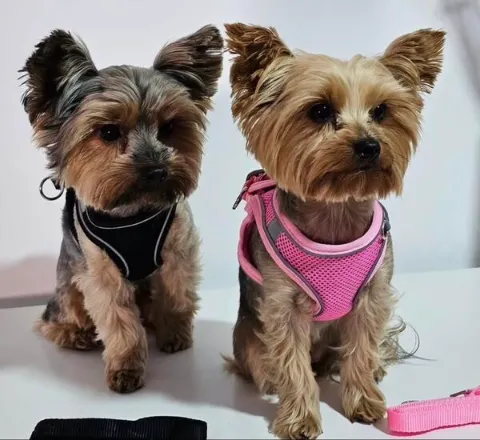 Gorgeous litter of toy Yorke Puppies