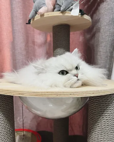 幫寵物搵一個愛貓新家