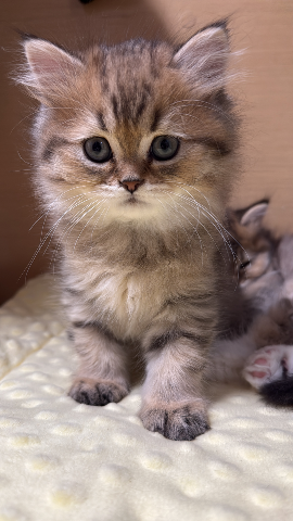 健康可愛，自家貓BB