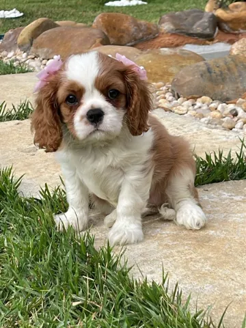 卡瓦利爾·金查理·斯潘尼尔幼犬 – 健康﻿， 已接种疫苗﻿， 已植入芯片