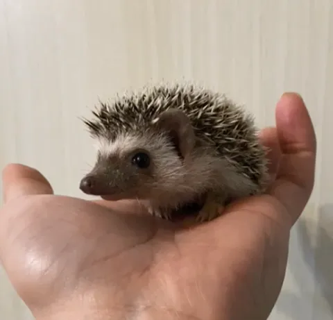 剛戒奶自家繁殖刺蝟BB找家長 有意WTSAPP: 55432559
