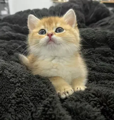 香港純種英短貓揾家長喇，藍貓/藍白貓/銀影貓/金影貓 詳情請whatsapp查詢85247102586