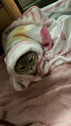 自家繁殖英短 可wts52050881睇相 問價❤️