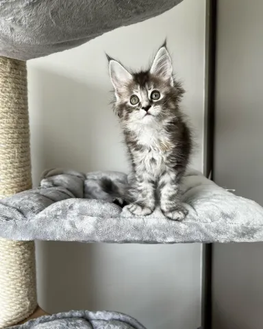 Purebred Maine Coon Kitten Ready Now