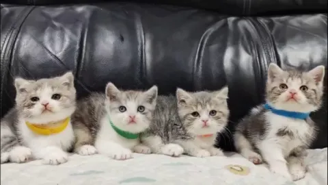 純種自家繁殖英短$2800