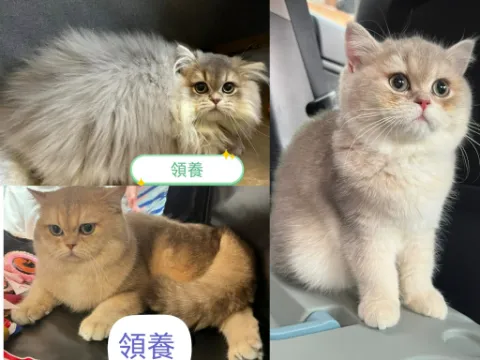 WCF血統 高質素熊版藍金影 英短仔英長仔 英短女搵領養家庭