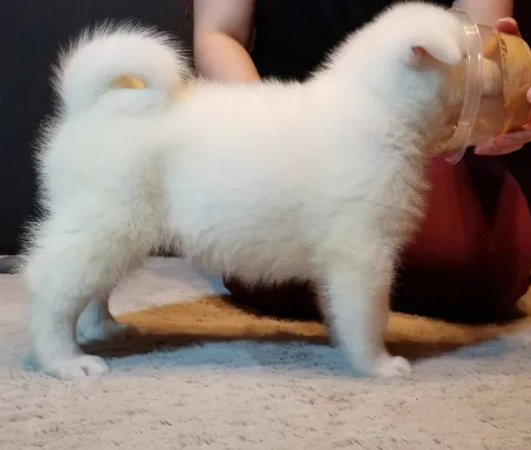 Japanese Akita Puppies Ready for Their Forever Homes!