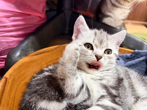 純種美國短毛貓 自家繁殖 美短貓bb