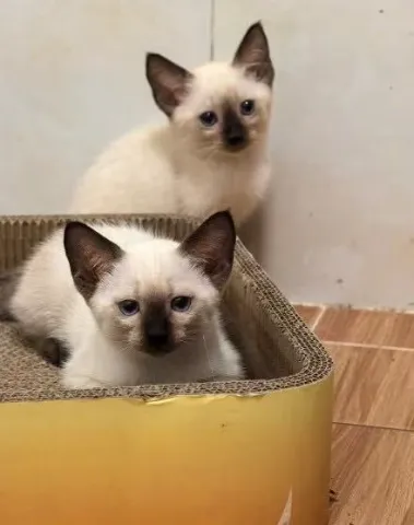 香港暹羅貓揾家長喇， 仔女都有詳情請whatsapp查詢85247102586