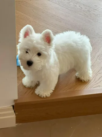 香港免费领养西高地。