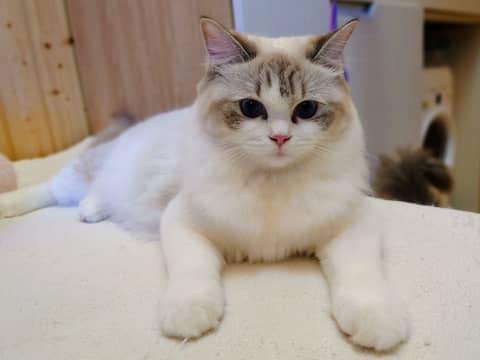 🐾【自家繁殖純種布偶貓 — 有心人請進】🐾