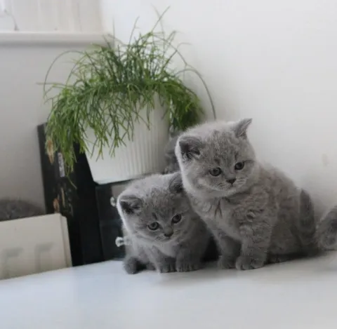 纯种健康英国短毛猫(一男一女)