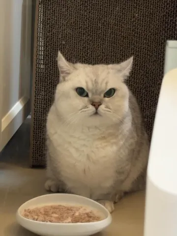 無償送養 · 香港同城但希望你真心愛貓