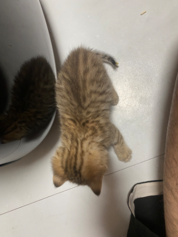 自家繁殖英短 可wts52050881睇相 問價❤️